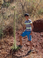 Echium boissieri