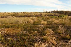 Hermannia salviifolia