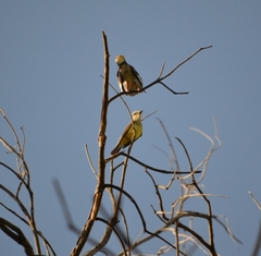 Tyrannus verticalis