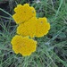 Helichrysum krookii - Photo (c) berthapi2, μερικά δικαιώματα διατηρούνται (CC BY-NC), uploaded by berthapi2