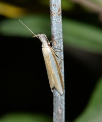 Pleurota aristella