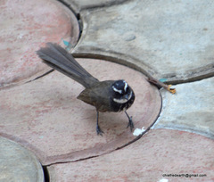 Rhipidura albogularis