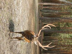 Cervus nippon pseudaxis