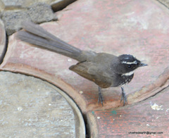 Rhipidura albogularis