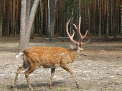 Cervus nippon pseudaxis