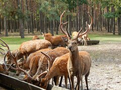 Cervus nippon pseudaxis