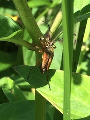 Typocerus acuticauda