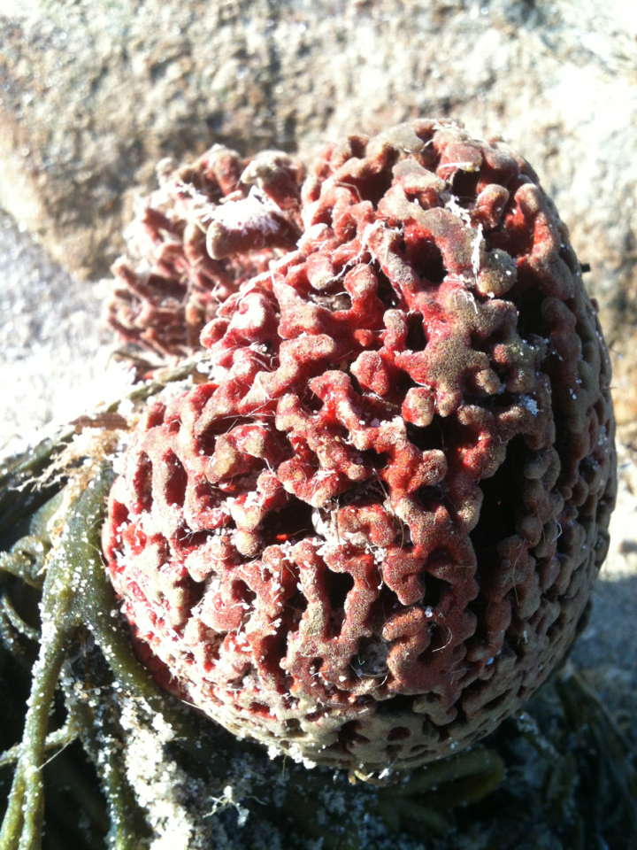 red beard sponge