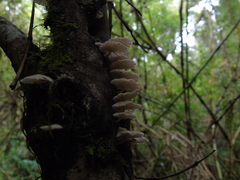 Marasmiellus alliiodorus
