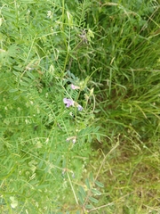 Vicia sativa