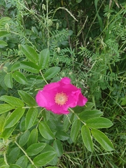 Rosa rugosa