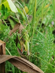 Pseudopodisma