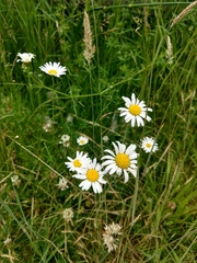 Leucanthemum vulgare