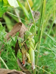 Pseudopodisma