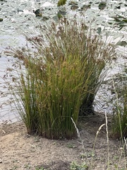 Juncus maritimus
