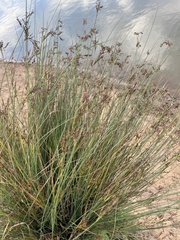Juncus maritimus