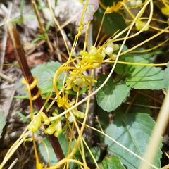 Cuscuta