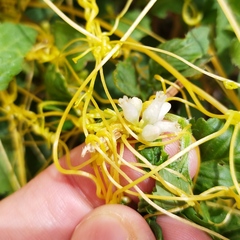 Cuscuta