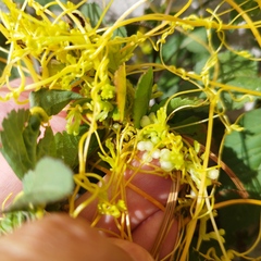 Cuscuta
