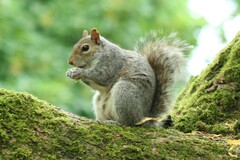 Sciurus carolinensis