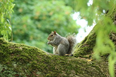 Sciurus carolinensis