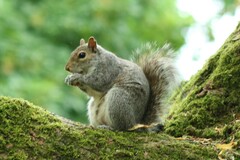 Sciurus carolinensis