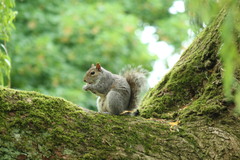 Sciurus carolinensis
