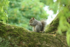 Sciurus carolinensis