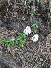 Valeriana occidentalis
