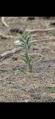 Barkleyanthus salicifolius