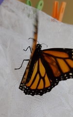 Danaus plexippus plexippus