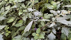 Salvia formosana