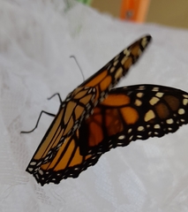 Danaus plexippus plexippus