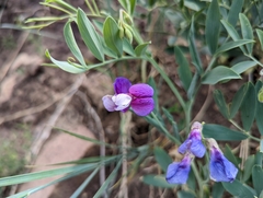 Lathyrus eucosmus