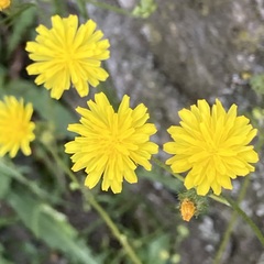 Crepis capillaris