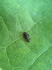 Stephostethus liratus