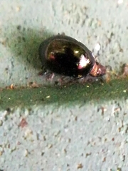 Oomorphus concolor