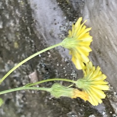 Crepis capillaris