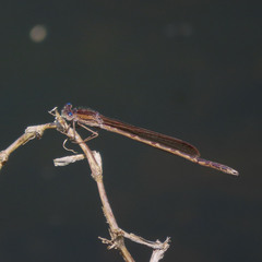 Sympecma paedisca