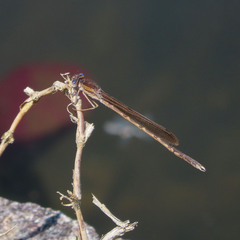 Sympecma paedisca
