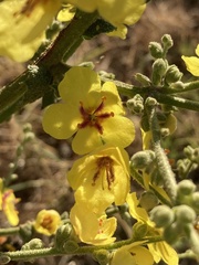 Verbascum sinuatum