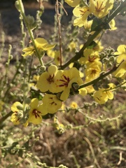 Verbascum sinuatum
