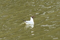 Chroicocephalus ridibundus