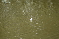 Chroicocephalus ridibundus