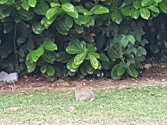 Oryctolagus cuniculus