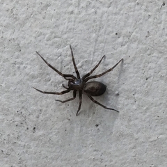 Araneae