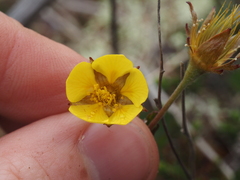 Geum calthifolium
