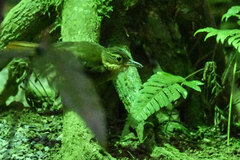 Automolus ochrolaemus