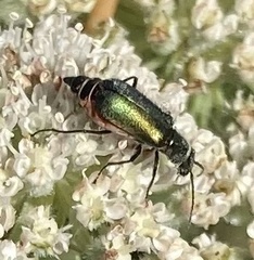 Cordylepherus viridis