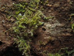 Sematophyllaceae
